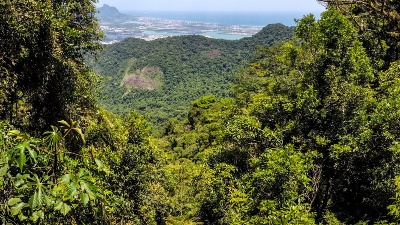 Capa da noticia BNDES e Estado do Rio de Janeiro lançam novo edital do Floresta Viva de R$ 60 milhões para restaurar a Mata Atlântica