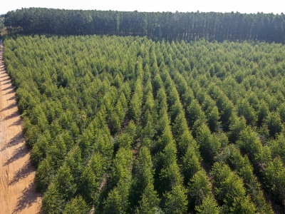 Capa da noticia BNDES apoia plantio de eucalipto no interior de Minas Gerais