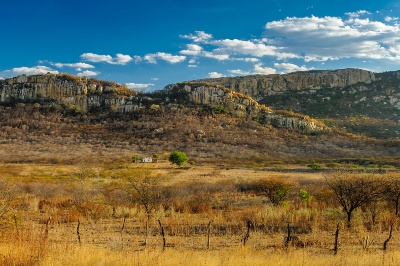 Capa da noticia Floresta Viva: BNDES apoia reflorestamento da Caatinga em parceria com a Heineken