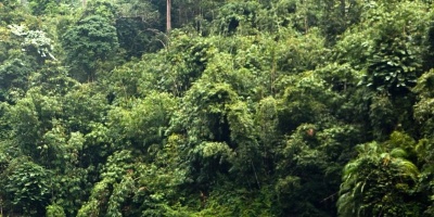 Capa da noticia Em congresso sobre Crédito de Carbono, presidente do BNDES destaca protagonismo da instituição