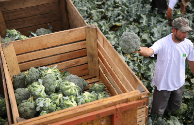 Capa da noticia BNDES apoia Grano Alimentos com R$ 24,4 mi para produção de vegetais congelados