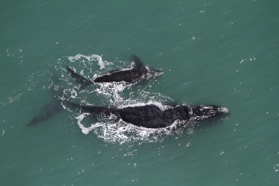 Capa da noticia Apoiado pelo BNDES, planejamento espacial  marinho brasileiro começa no Sul do país 