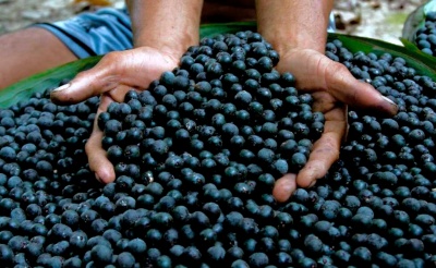 Capa da noticia Com R$ 39 mi, Fundo Amazônia apoia pequenos produtores rurais e extrativistas de óleos vegetais, açaí e pescado