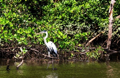 Capa da noticia BNDES leva prêmio entre instituições de desenvolvimento por iniciativa de restauração florestal de biomas