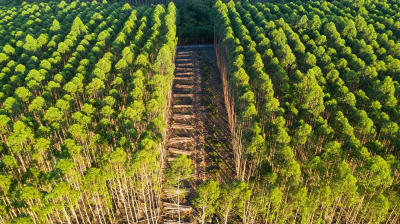 Capa da noticia Reflorestamento para produção sustentável de papel terá R$ 200 milhões do BNDES