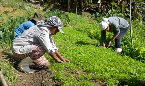 Capa da noticia BNDES repassa R$ 35 milhões para ações que visam retomada econômica em comunidades rurais da Bacia do Rio Doce