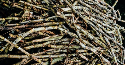 Capa da noticia Setor sucroalcooleiro terá apoio do BNDES para enfrentar pandemia