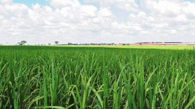 Capa da noticia BNDES apoia modernização de indústria açucareira em São Paulo 