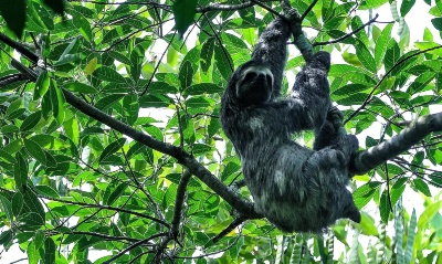 Capa da noticia Projeto prevê restauro de 15 mil hectares de florestas na Amazônia e na Mata Atlântica baiana