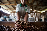 Produção sustentável de castanha-do-Brasil