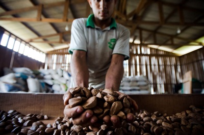 Produção sustentável de castanha-do-Brasil