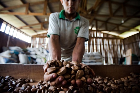 Produção sustentável de castanha-do-Brasil