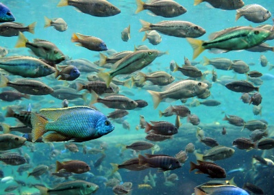 Capa da noticia Tecnologias apoiadas pelo BNDES monitoram água em tempo real e realizam análises genéticas de peixes