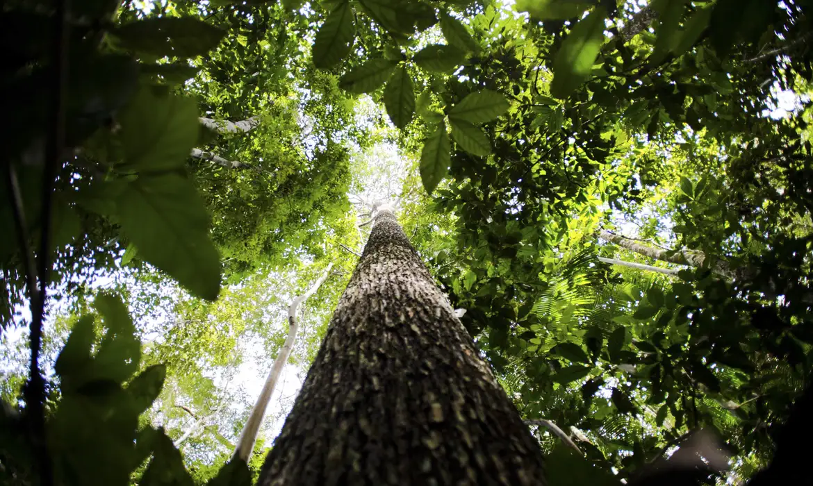 Capa da noticia BNDES anuncia resultado de edital do Fundo Amazônia e inicia nova fase do Arco da Restauração