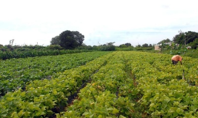 Capa da noticia BNDES abre capital de giro para cooperativas agropecuárias
