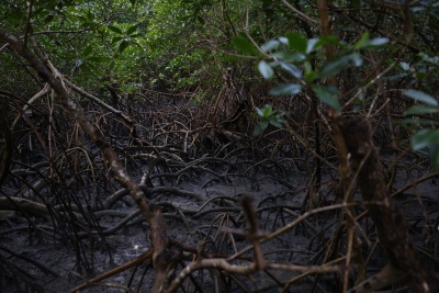 Capa da noticia Floresta Viva: BNDES avança na certificação de créditos de carbono em projetos envolvendo manguezais