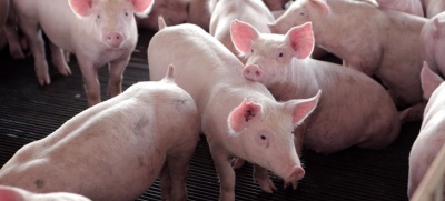Capa da noticia Cooperativa do Oeste do PR ampliará unidade de produção de leitões com R$ 41,5 milhões do BNDES