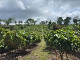 Capa da noticia BNDES aprova R$ 100 mi a 1º projeto de restauração produtiva em larga escala de áreas degradadas da BA, PA, RO e MT