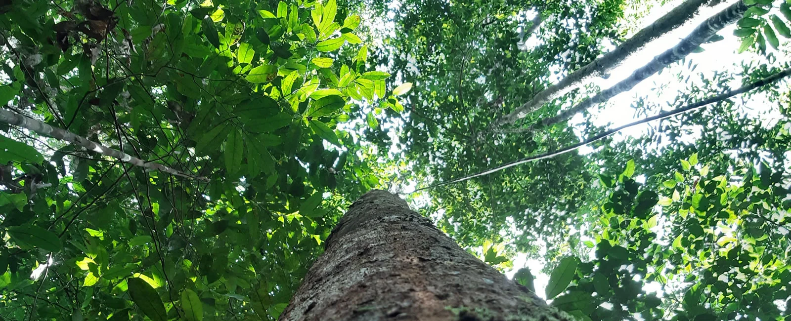 Capa da noticia BNDES financia R$ 23 mi para manejo florestal sustentável e certificado no Amazonas