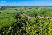 Capa da noticia BNDES aprova R$ 200 milhões para plantio e manejo de eucalipto da Veracel Celulose