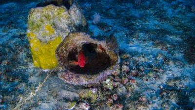 Capa da noticia Projeto do BNDES Corais terá ações nas APAs Costa dos Corais e Piaçabuçu, em Alagoas