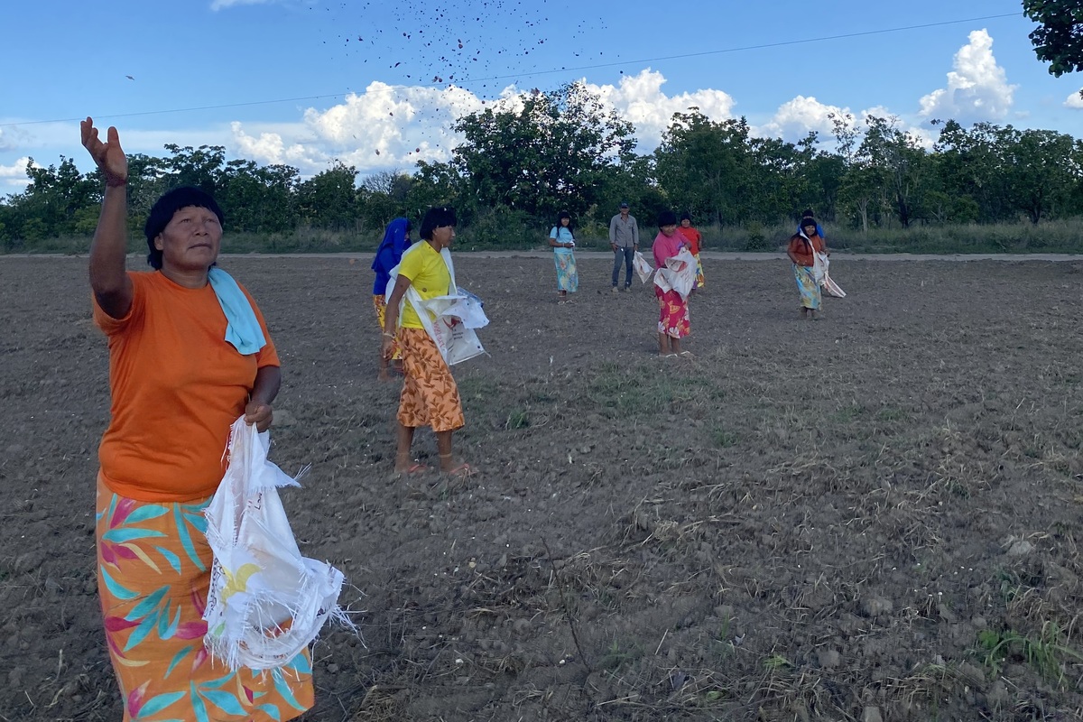 Indígenas realizando reflorestamento por muvuca, técnica que consiste em mesclar adubação verde e lançamento de um conjunto de sementes de espécies nativas diretamente no solo